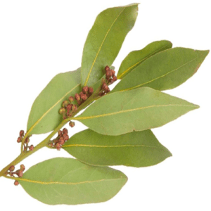 Raw bay leaves