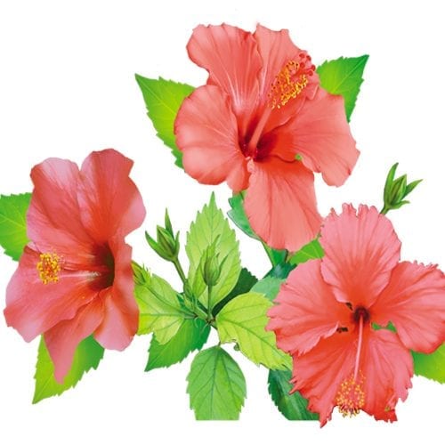 Raw hibiscus