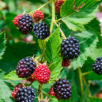 Raw blackberries