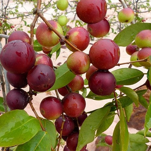 Raw camu camu