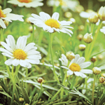 Raw chamomile
