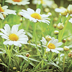 Raw chamomile