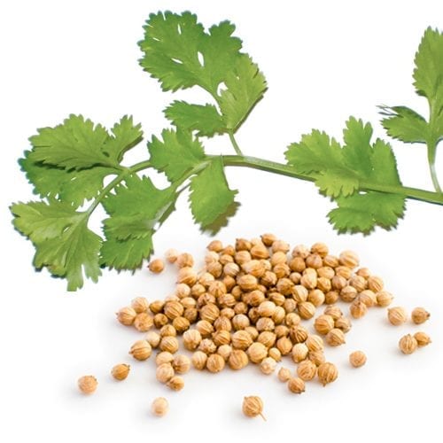 Raw cilantro seed