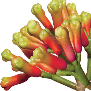 Raw clove