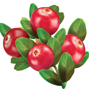Raw cranberries
