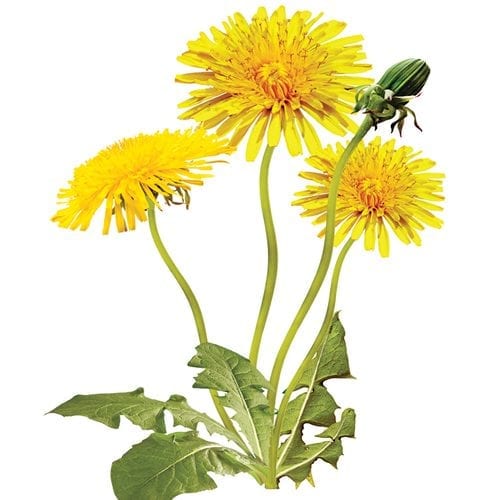 Raw dandelion