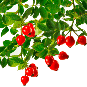 Raw rose hips