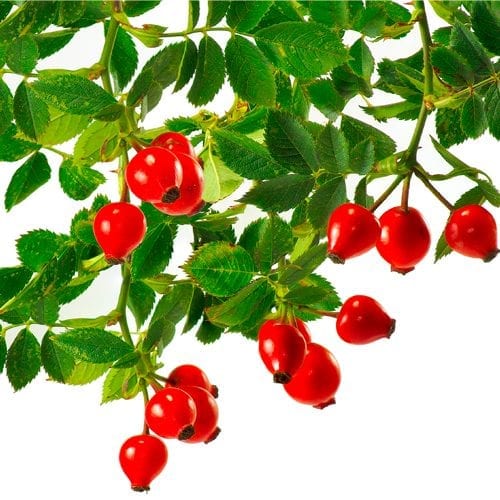 Raw rose hips