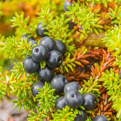 Raw crowberry